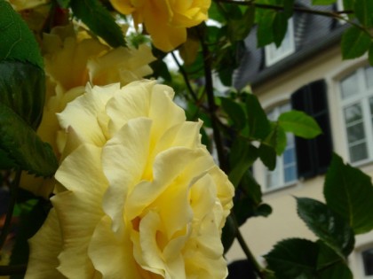 Foto: Harmonie